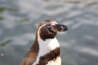 Close-up of an animal