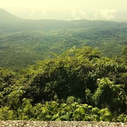 Scenic view of forest