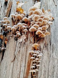 Close-up of leaves growing on tree trunk