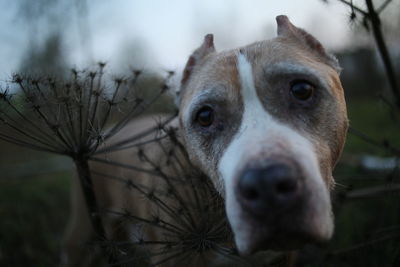 Close-up portrait of dog