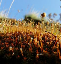 Close-up of flowering plants on field against sky