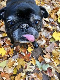 Close-up portrait of dog in autumn