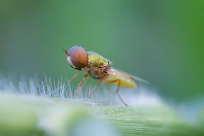 Close-up of insect on leaf