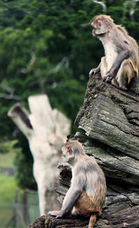 Two monkeys sat on tree