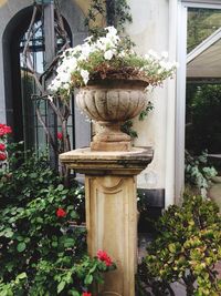 Potted plants in backyard