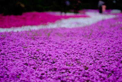 Moss phlox subulata growing in garden