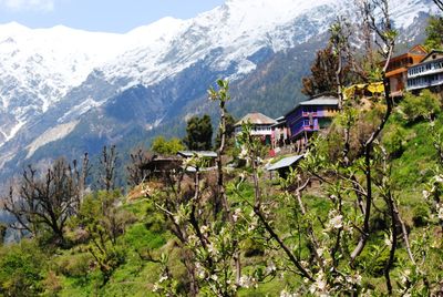 Trees and houses on snowcapped mountains