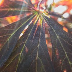 Close-up of water drops on leaf