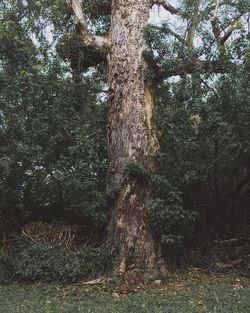 View of trees in forest