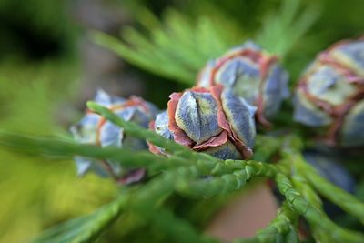 Close-up of fresh green plant