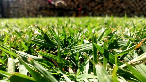 Close-up of fresh green grass in field