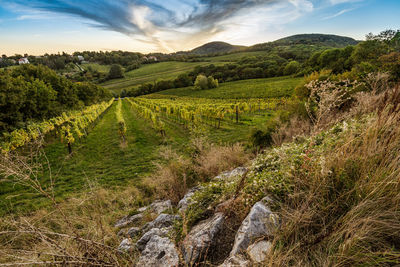 Scenic view of agricultural field against sky