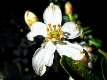 Close-up of white flowers blooming outdoors