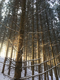 Low angle view of sunlight streaming through trees in forest during winter