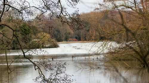 Scenic view of lake in forest