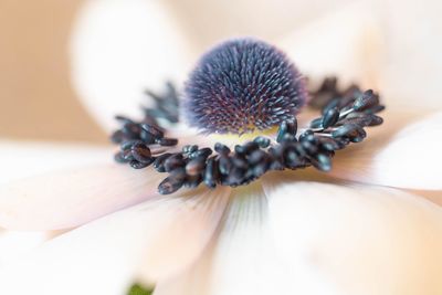 Close-up of white anemone seed head 