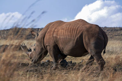 A lone white rhino