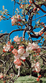 Low angle view of cherry blossoms in spring