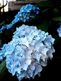 Close-up of purple hydrangea flowers