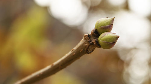 Close-up of green leaf on branch