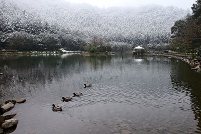 Swans on lake against sky