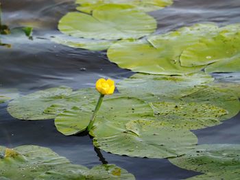 Close-up of lotus water lily in lake