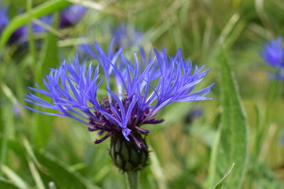 Close-up of purple flowering plant