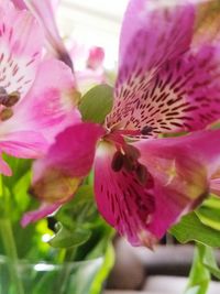 Close-up of pink flower