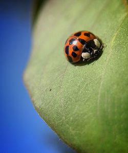 Close-up of ladybug on leaf