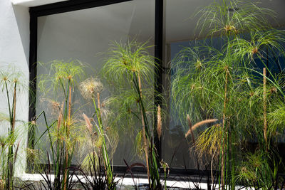 Close-up of plants growing by window