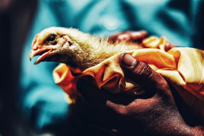 Close-up of a hand holding a bird