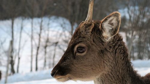 Close-up of deer against sky