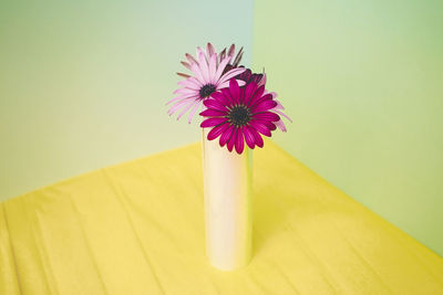 Close-up of flower against white background