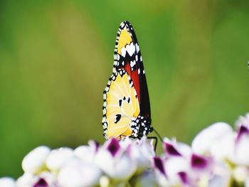 Close-up of butterfly pollinating on flower