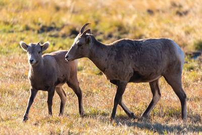 Side view of horses standing on field