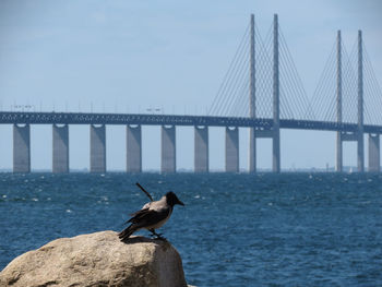 Bird perching on bridge over river against sky