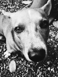 Close-up portrait of dog relaxing