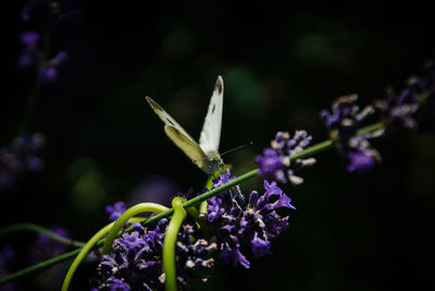 Close-up of butterfly pollinating on purple flower