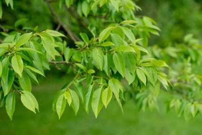 Close-up of green leaves on plant