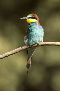 Close-up of bird perching on branch