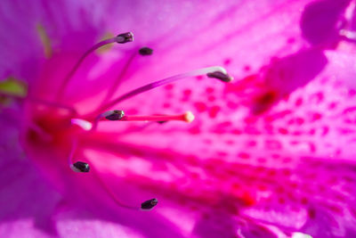 Close-up of pink rose flower