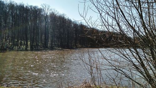 Bare trees by lake in forest against sky