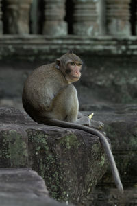 Long-tailed macaque sits eating on stone wall