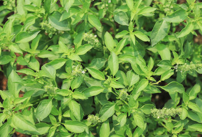 Full frame shot of fresh green leaves
