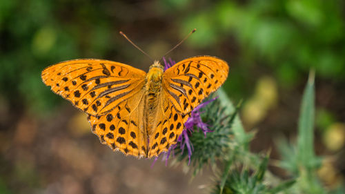 Close-up of butterfly pollinating flower