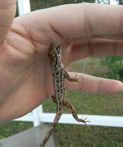 Close-up of cropped hand