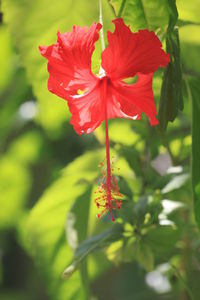 Close-up of red flower