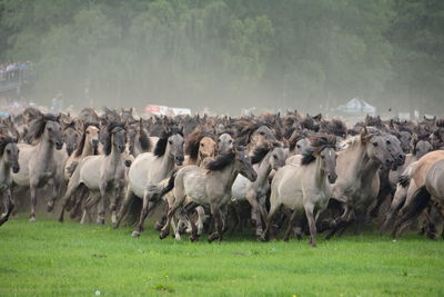 Horses on grassy field