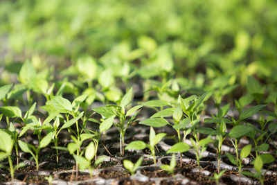 Close-up of plants