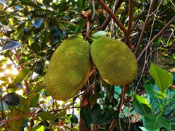 Low angle view of fruits growing on tree